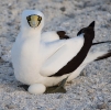 Booby on egg